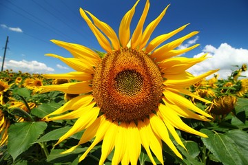 Fototapety na wymiar - Fototapeta24.pl