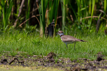 The killdeer (Charadrius vociferus) looking for food in a swamp.