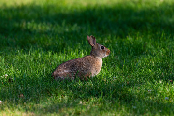 The eastern cottontail (Sylvilagus floridanus).This  wild rabbit It is the most common rabbit species in North America.