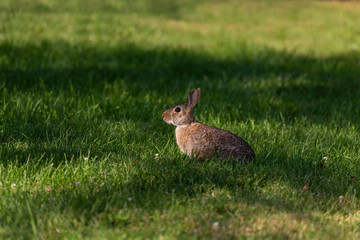 The eastern cottontail (Sylvilagus floridanus).This  wild rabbit It is the most common rabbit species in North America.