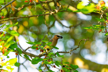The cedar waxwing (Bombycilla cedrorum)in mulberry tree.The mulberry tree offers food  for many bird species 