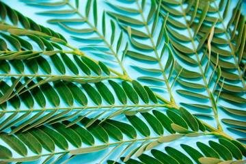 small natural green leaves on fern branch on a blue background