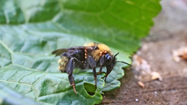 Blood-sucking parasites cling to a bumblebee's body. Gamasid mites - Parasitellus fucorum parasitize on a bumblebee (Bombus lucorum)