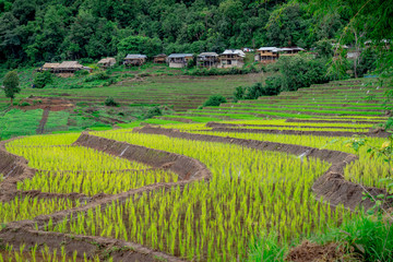 The mountain on the green fields with the sky and cloud background, Chiang Mai rice terraces with the mountain and clouds in the rainy season, rice farming season.