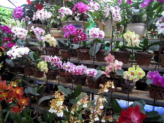 bouquets of flowers in market