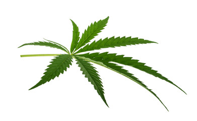 Marijuana leaf isolated on white without shadow