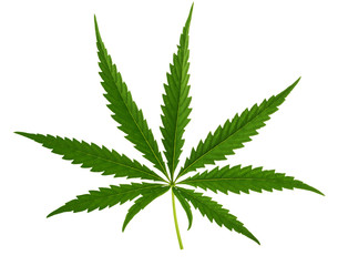 Marijuana leaves isolated on white without shadow clipping path