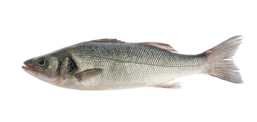 sea bass fish isolated on white background