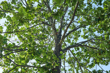 Fototapeta premium A view of a tree full of summer leaves during a sunny day.