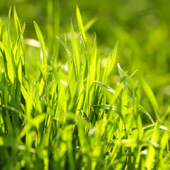 Grass in the meadow in the rays of the setting sun, soft focus