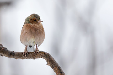 The common chaffinch (Fringilla coelebs)