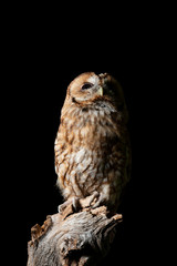 Stunning portrait of Tawny Owl Strix Aluco isolated on black in studio setting with dramatic lighting