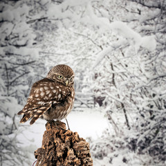 Stunning portrait of Little Owl Athena Noctua in studio setting with Winter nature background