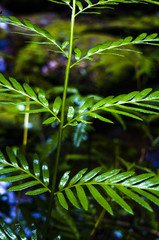 Closeup of fresh wet fern fronds in an Australian rainforest