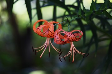A tiger lily flowers in summer, and a scaly bulb becomes edible.