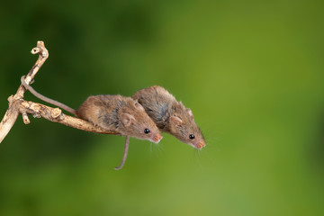 ADorable and Cute harvest mice micromys minutus on wooden stick with neutral green background in nature