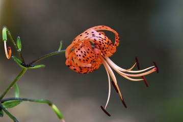 A tiger lily flowers in summer, and a scaly bulb becomes edible.