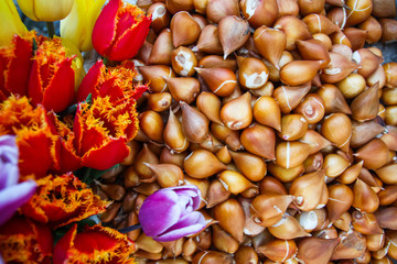 Obraz na płótnie Canvas tulip bulbs with blooming multicolored tulips