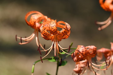 A tiger lily flowers in summer, and a scaly bulb becomes edible.