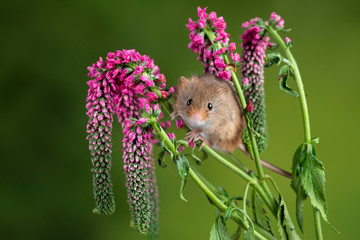 Adorable cute harvest mouse micromys minutus on red flower foliage with neutral green nature...