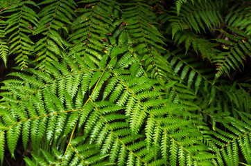 Closeup of fern fronds in an Australian rainforest