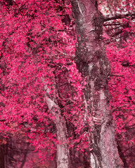 Surreal alternate red color vibrant forest woodland Autumn Fall landscape