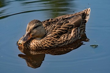 Ente spiegelt sich in einem Teich 