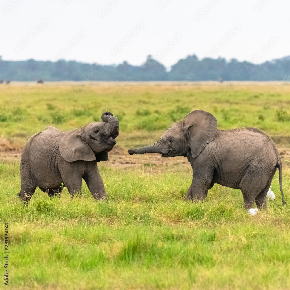 Wall mural Two young elephants playing together in Africa, cute animals in the Amboseli park in Kenya