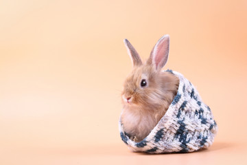 The cute little rabbit is hiding in a white-gray knitted hat, orange backdrop.