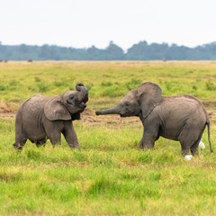 Two young elephants playing together in Africa, cute animals in the Amboseli park in Kenya