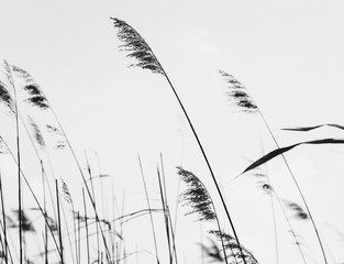 prostota. © Justyna