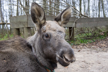 Elk on the moose farm Sumarokovo, Kostroma region.