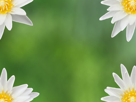 Green Abstract Background. The Green Image Has Four Lotus Flowers For Text Input.