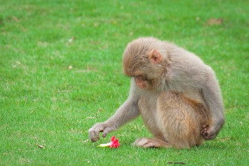 Macaque monkey on a green lawn found a flower and is going to pick it up.