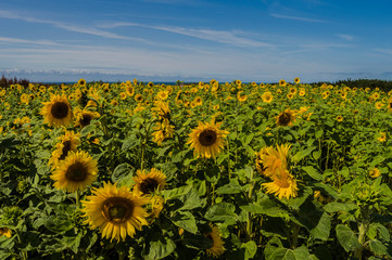 Obraz premium Sunflowers