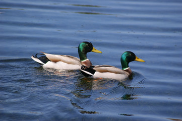 Patos