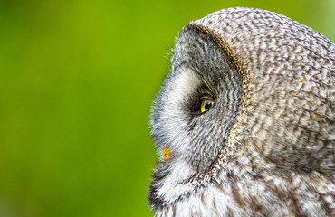 portrait of a Great Grey Owl