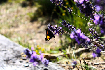 Mariposa posada sobre una flor de lavanda
