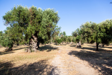 Olive trees in the Salento countryside with branches infected with xylella