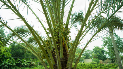 Date Palms look on the tree
