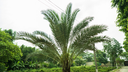 Obraz premium Date Palms tree in india