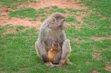Macaque monkey on a green lawn feeds its young with breast milk