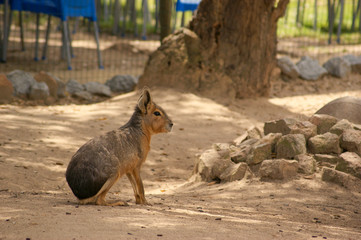 Lebre africana