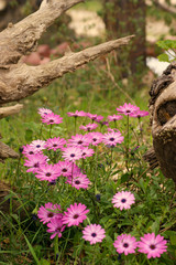 Flores
