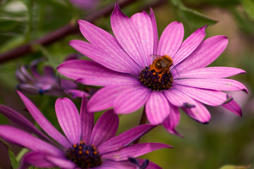 Flores em poliniza&ccedil;&atilde;o