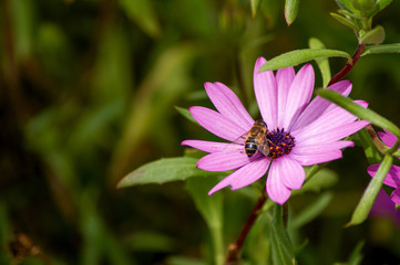 Fototapeta premium Flores em polinização