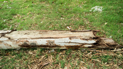 Stem broken tree in storm