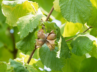 Die Gemeine Hasel. Reife Früchte der Haselnuss (Corylus avellana)