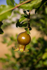 young green pomegranate grows on a tree