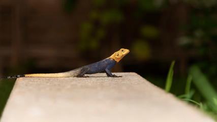 Blue and yellow male agama of settlers (also called margouillat) standing on a low stone wall, Senegal 